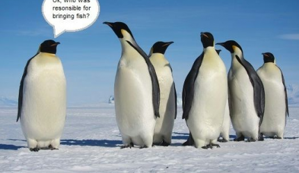 Pinguin Responsible